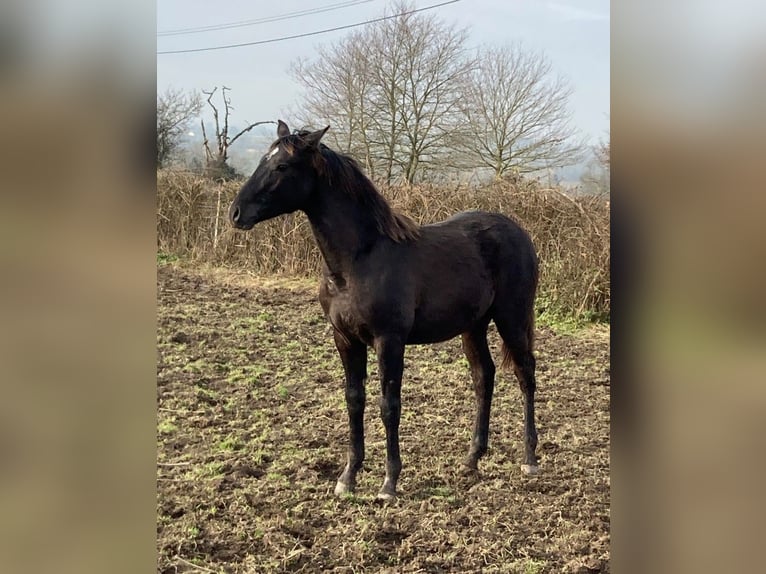 Lusitanien Étalon 1 Année Léopard in Saligny sur Roudon