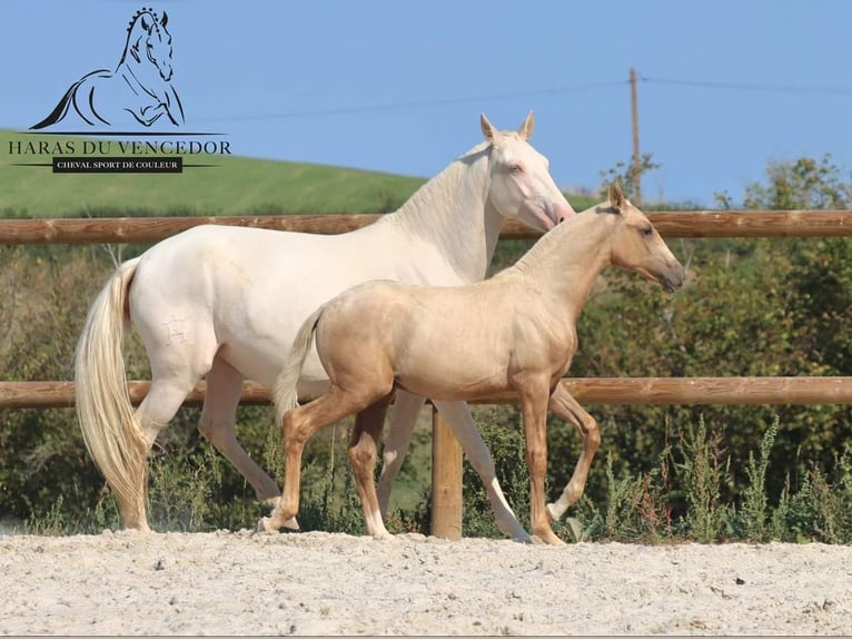 Lusitanien Étalon 1 Année Palomino in Marly-sous-Issy