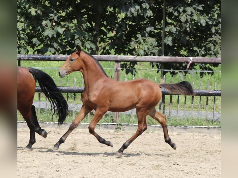 Lusitanien Étalon 1 Année Perle in Neerloon