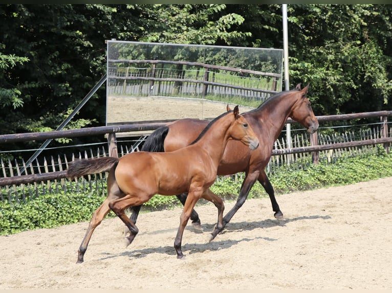 Lusitanien Étalon 1 Année Perle in Neerloon