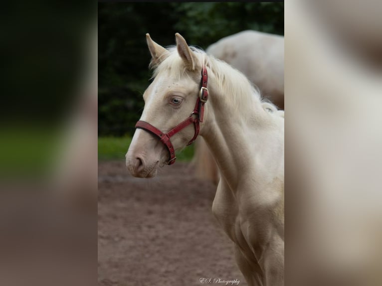 Lusitanien Étalon 1 Année Perle in Wöllstein