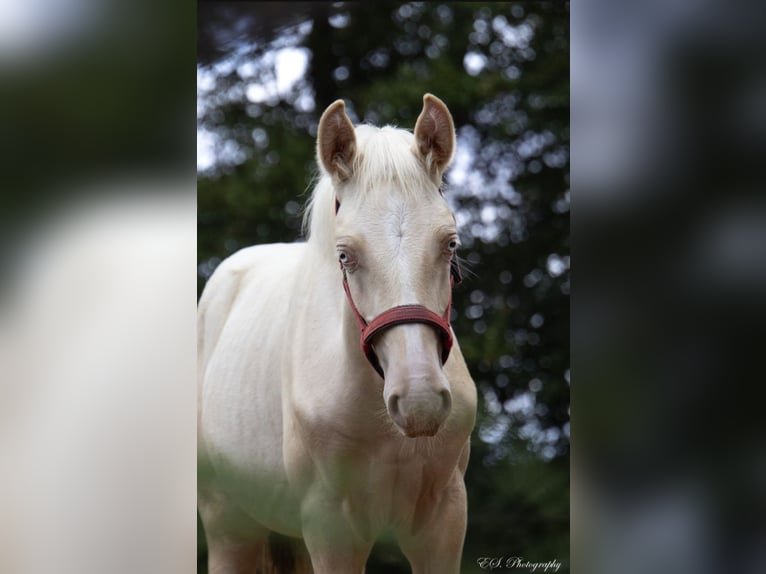 Lusitanien Étalon 1 Année Perle in Wöllstein