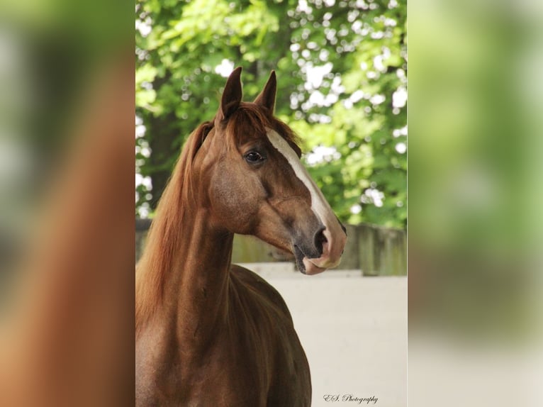 Lusitanien Étalon 1 Année Perle in Wöllstein