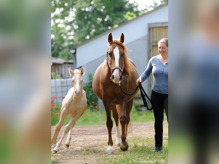 Lusitanien Étalon 1 Année Perle in Wöllstein