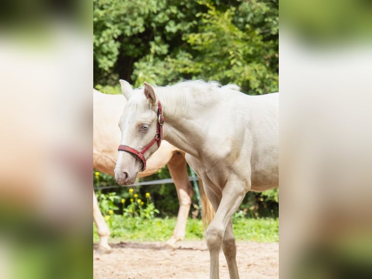 Lusitanien Étalon 1 Année Perle in Wöllstein