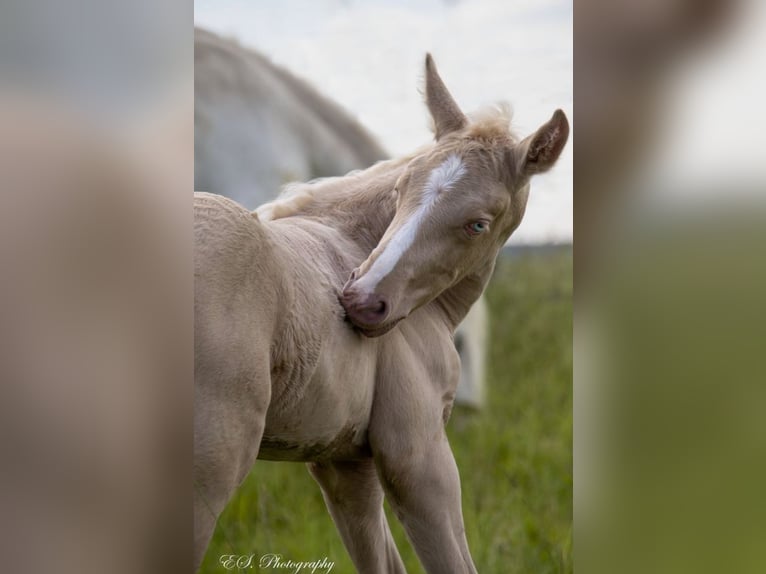 Lusitanien Étalon 1 Année Perle in Wöllstein