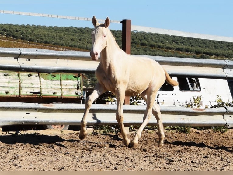 Lusitanien Étalon 1 Année Perlino in Provinz Cordoba