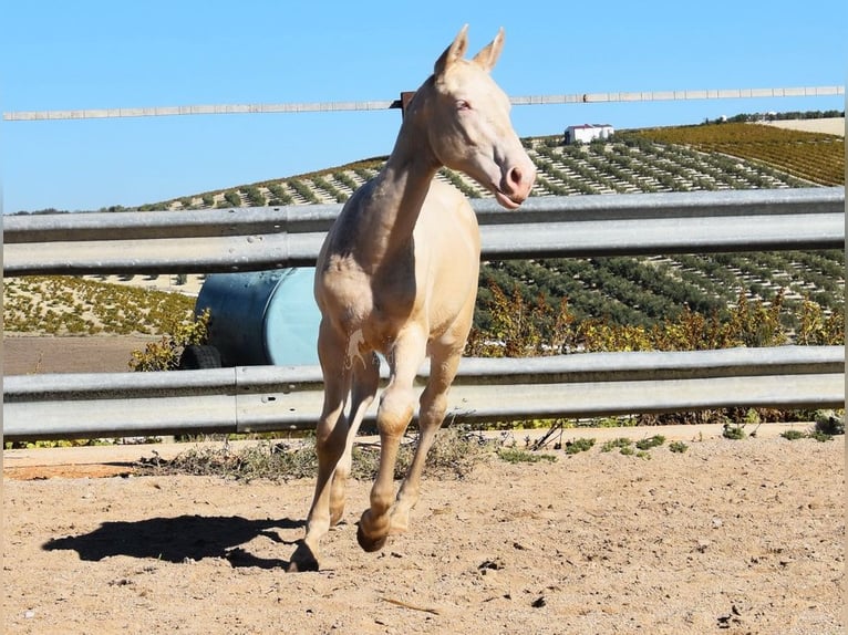 Lusitanien Étalon 1 Année Perlino in Provinz Cordoba