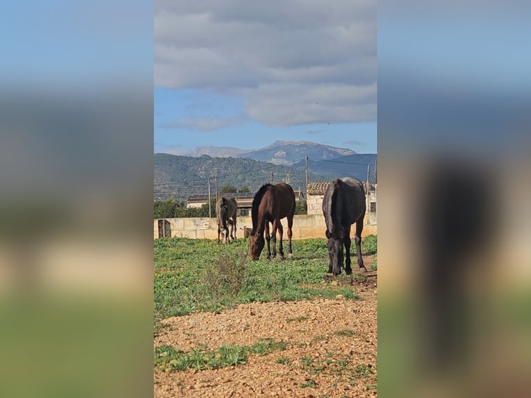 Lusitanien Étalon 1 Année Rouan Bleu in Inca