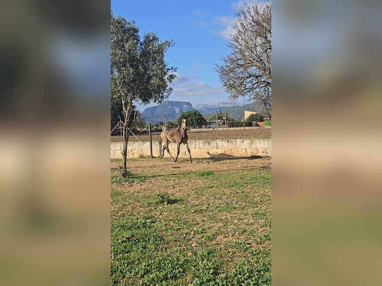 Lusitanien Étalon 1 Année Rouan Bleu in Inca