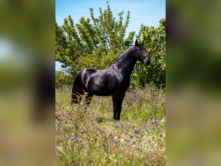 Lusitanien Étalon 1 Année in Pinhal Novo