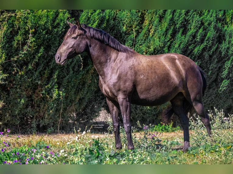 Lusitanien Étalon 1 Année in Pinhal Novo