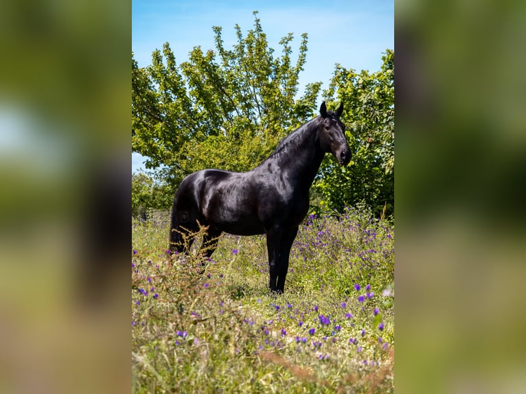 Lusitanien Étalon 1 Année in Pinhal Novo