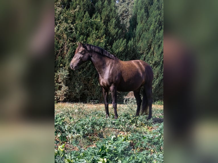 Lusitanien Étalon 1 Année in Pinhal Novo