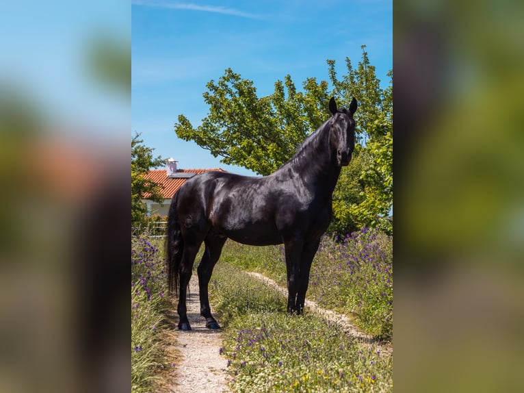 Lusitanien Étalon 1 Année in Pinhal Novo