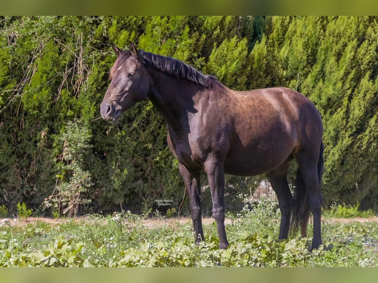 Lusitanien Étalon 1 Année in Pinhal Novo