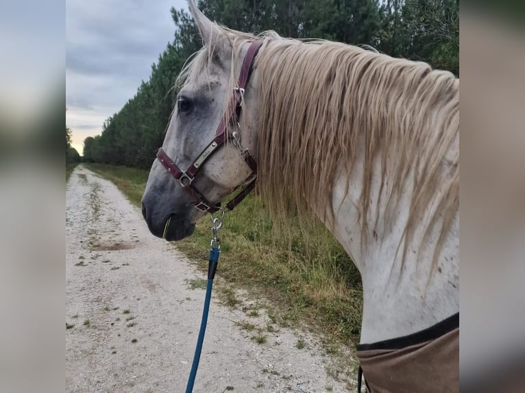 Lusitanien Étalon 21 Ans 164 cm Gris in Hourtin