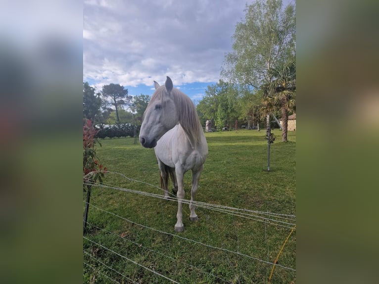 Lusitanien Étalon 21 Ans 164 cm Gris in Hourtin