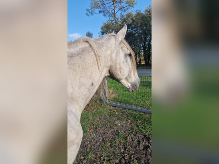 Lusitanien Étalon 21 Ans 164 cm Gris in Hourtin