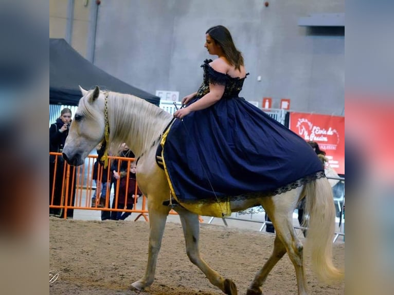 Lusitanien Étalon 21 Ans 164 cm Gris in Hourtin