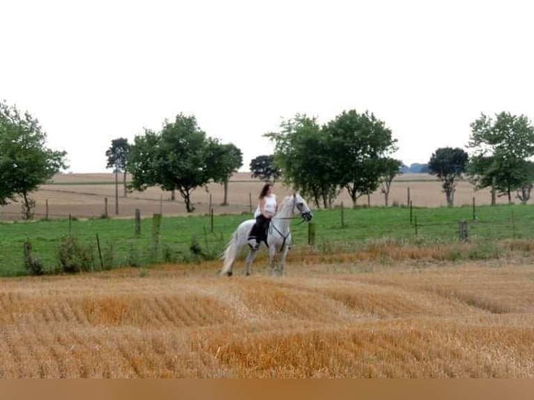 Lusitanien Étalon 21 Ans 164 cm Gris in Hourtin