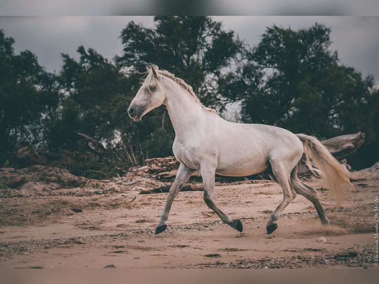 Lusitanien Étalon 21 Ans 164 cm Gris in Hourtin