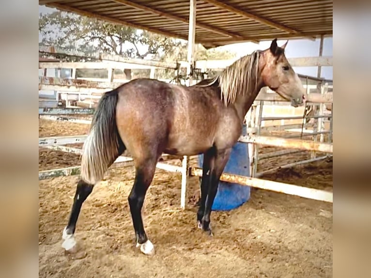 Lusitanien Étalon 2 Ans 154 cm Gris in Huelva