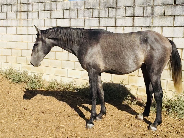 Lusitanien Étalon 2 Ans 155 cm Gris in Valdecaballeros