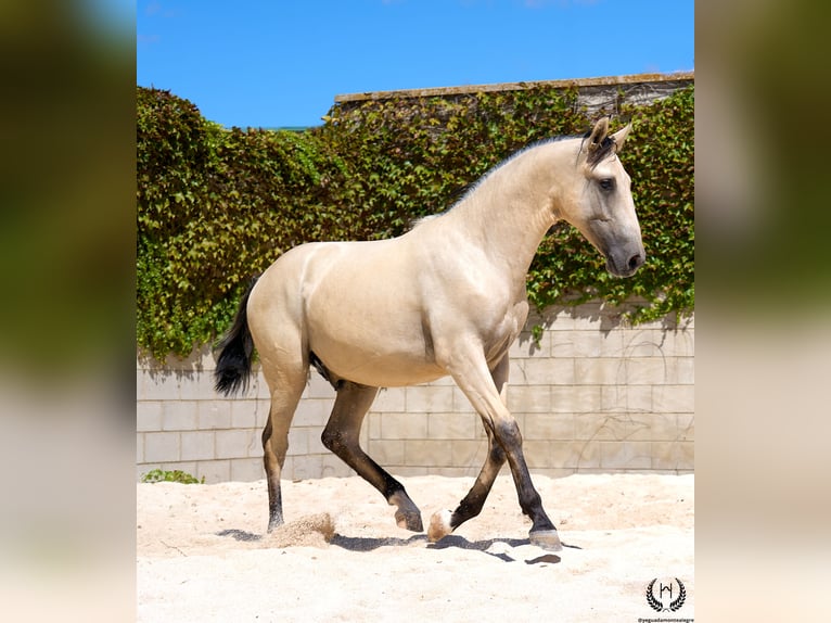 Lusitanien Étalon 2 Ans 155 cm Isabelle in Navalperal De Pinares