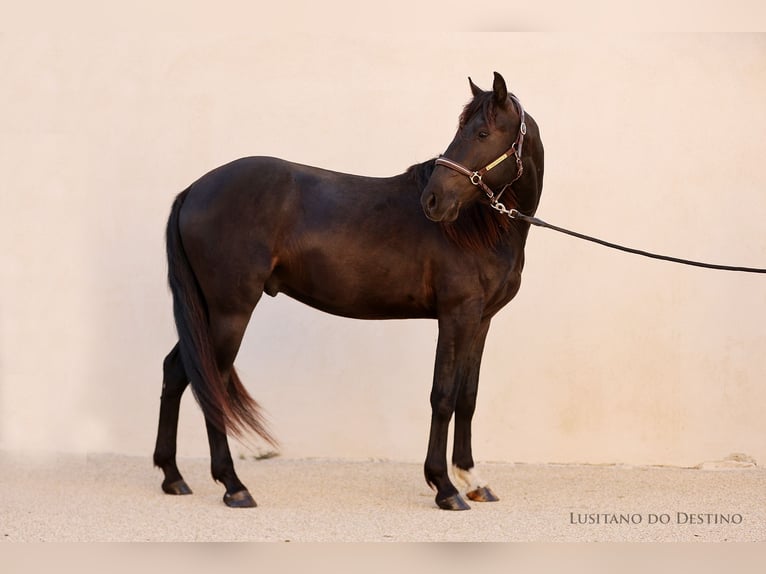Lusitanien Croisé Étalon 2 Ans 155 cm Noir in Générac