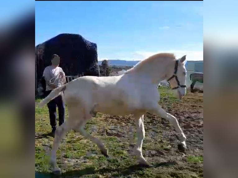 Lusitanien Étalon 2 Ans 155 cm Perlino in Facinas