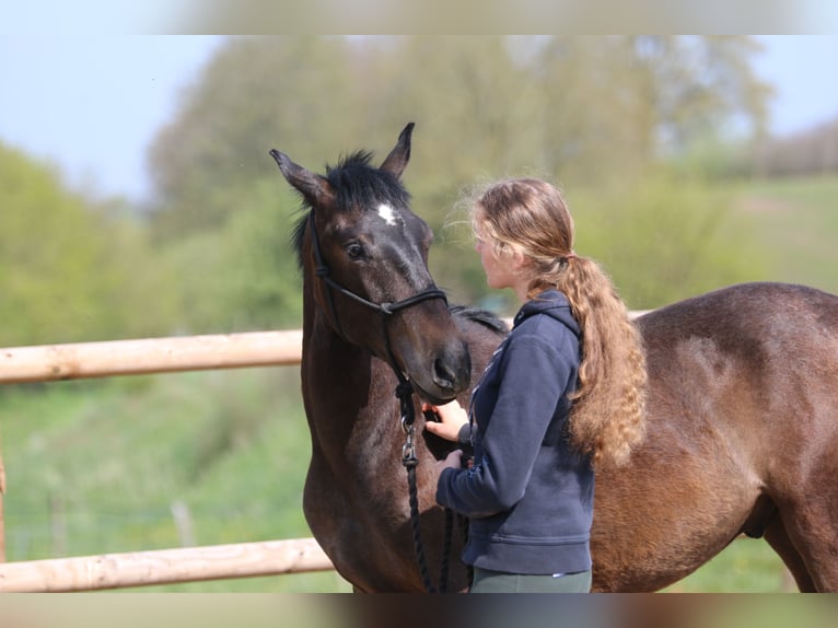 Lusitanien Étalon 2 Ans 155 cm in Postfeld