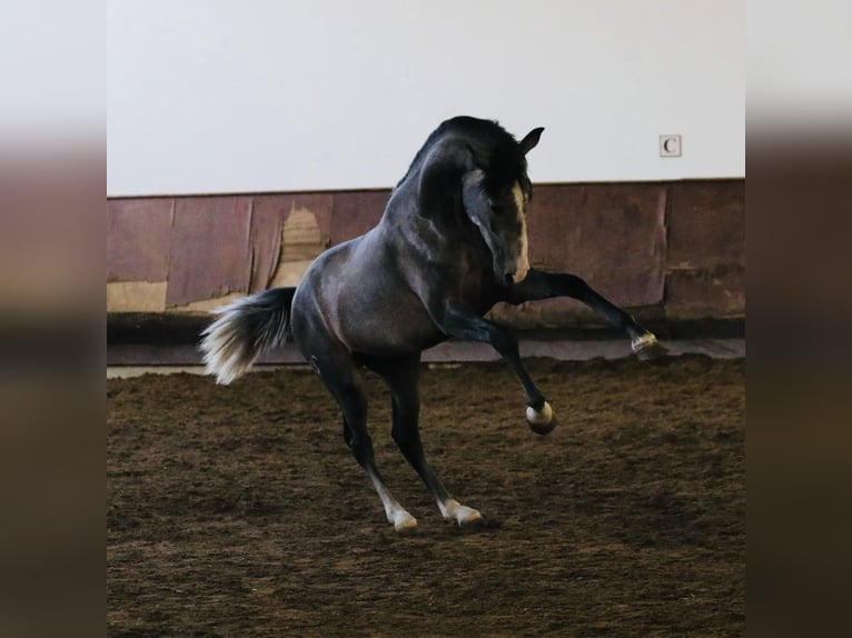 Lusitanien Étalon 2 Ans 156 cm Gris in Salvaterra de Magos