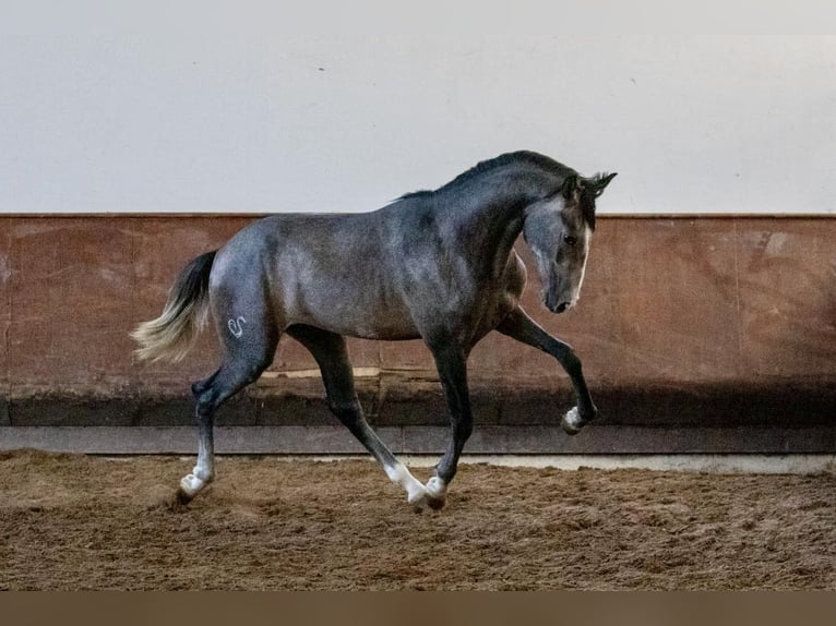 Lusitanien Étalon 2 Ans 156 cm Gris in Salvaterra de Magos