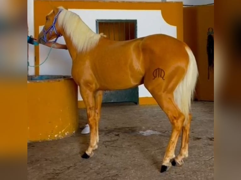 Lusitanien Étalon 2 Ans 156 cm Palomino in Canoves