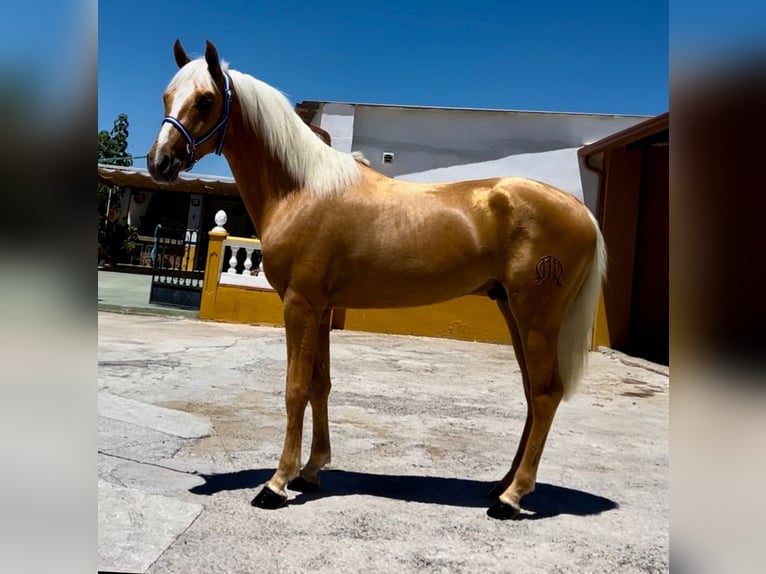 Lusitanien Étalon 2 Ans 156 cm Palomino in Canoves