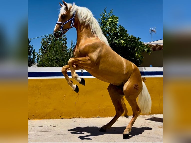 Lusitanien Étalon 2 Ans 156 cm Palomino in Canoves