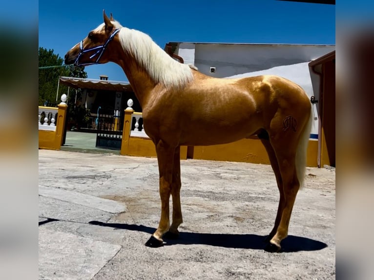 Lusitanien Étalon 2 Ans 156 cm Palomino in Canoves