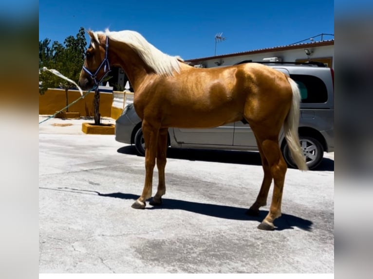 Lusitanien Étalon 2 Ans 156 cm Palomino in Canoves