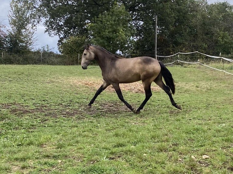 Lusitanien Étalon 2 Ans 157 cm Isabelle in St Julien du Puy