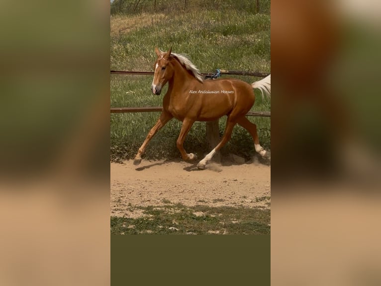 Lusitanien Étalon 2 Ans 158 cm Palomino in Sevilla