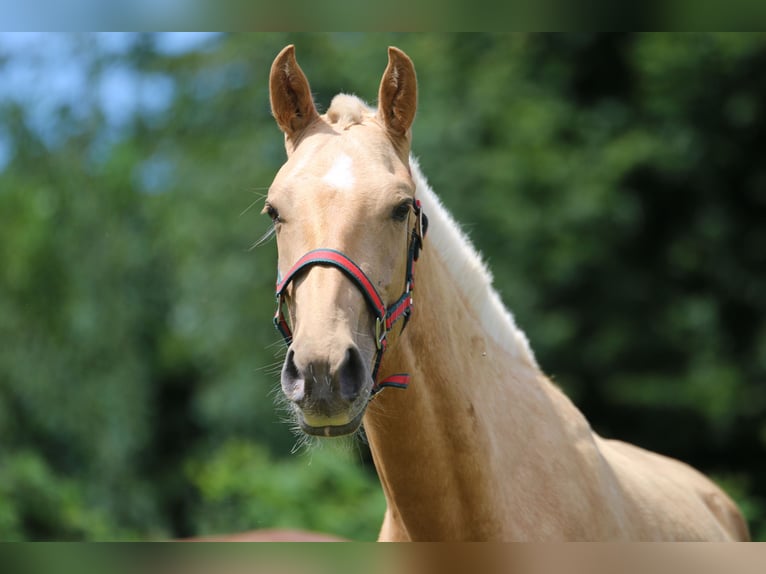 Lusitanien Étalon 2 Ans 158 cm Palomino in Postfeld