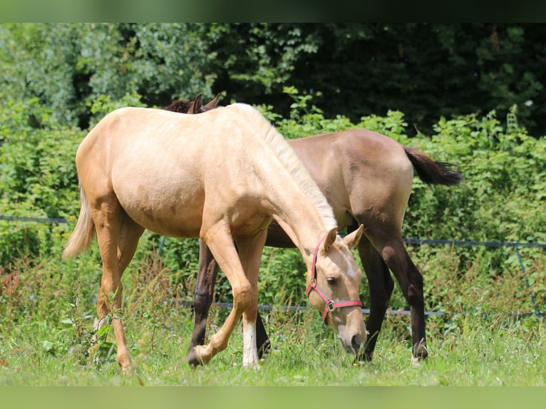 Lusitanien Étalon 2 Ans 158 cm Palomino in Postfeld