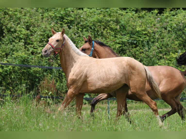 Lusitanien Étalon 2 Ans 158 cm Palomino in Postfeld