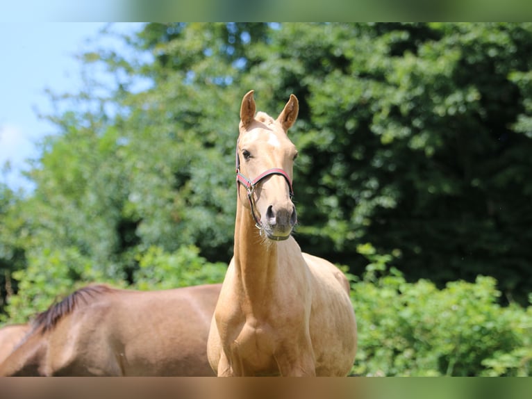 Lusitanien Étalon 2 Ans 158 cm Palomino in Postfeld