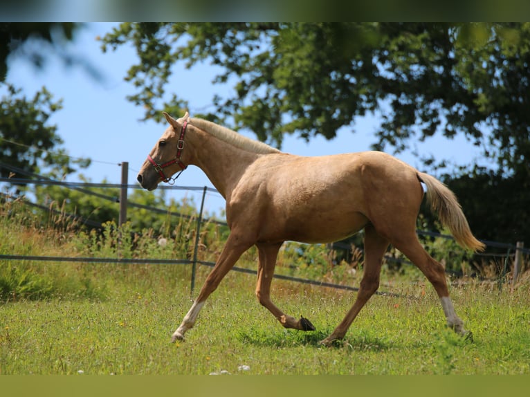 Lusitanien Étalon 2 Ans 158 cm Palomino in Postfeld