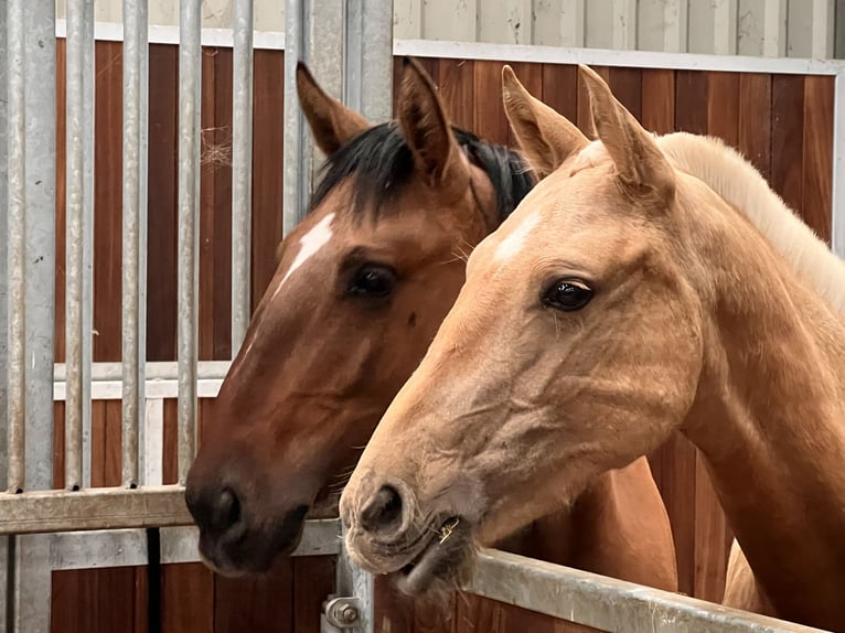 Lusitanien Étalon 2 Ans 158 cm Palomino in Postfeld