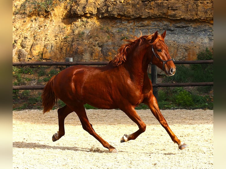 Lusitanien Étalon 2 Ans 159 cm Alezan in Ribamar