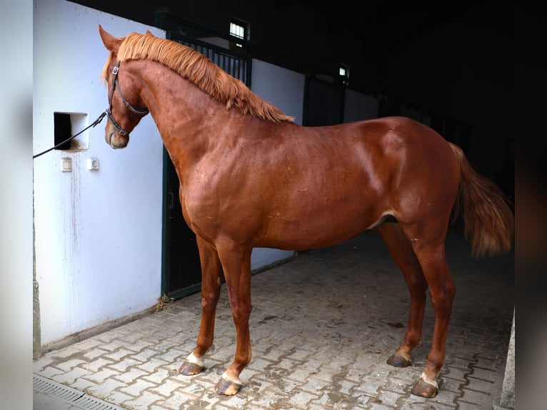 Lusitanien Étalon 2 Ans 159 cm Alezan in Ribamar