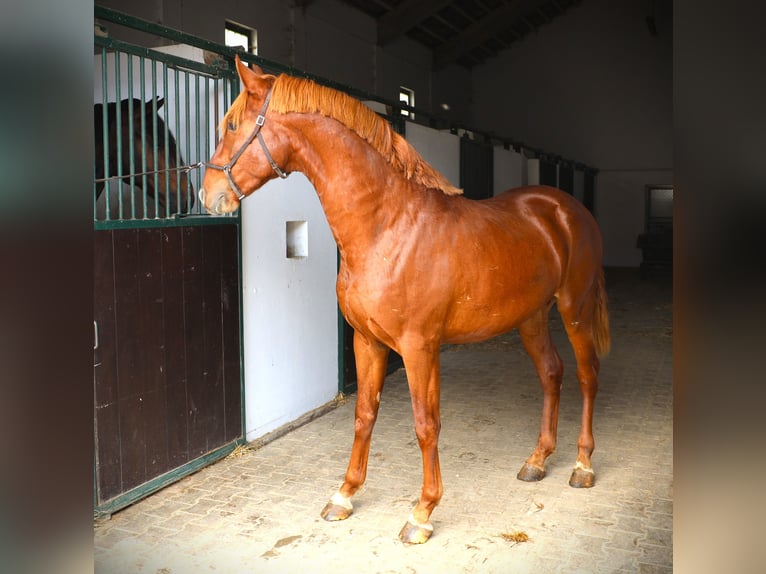 Lusitanien Étalon 2 Ans 159 cm Alezan in Ribamar